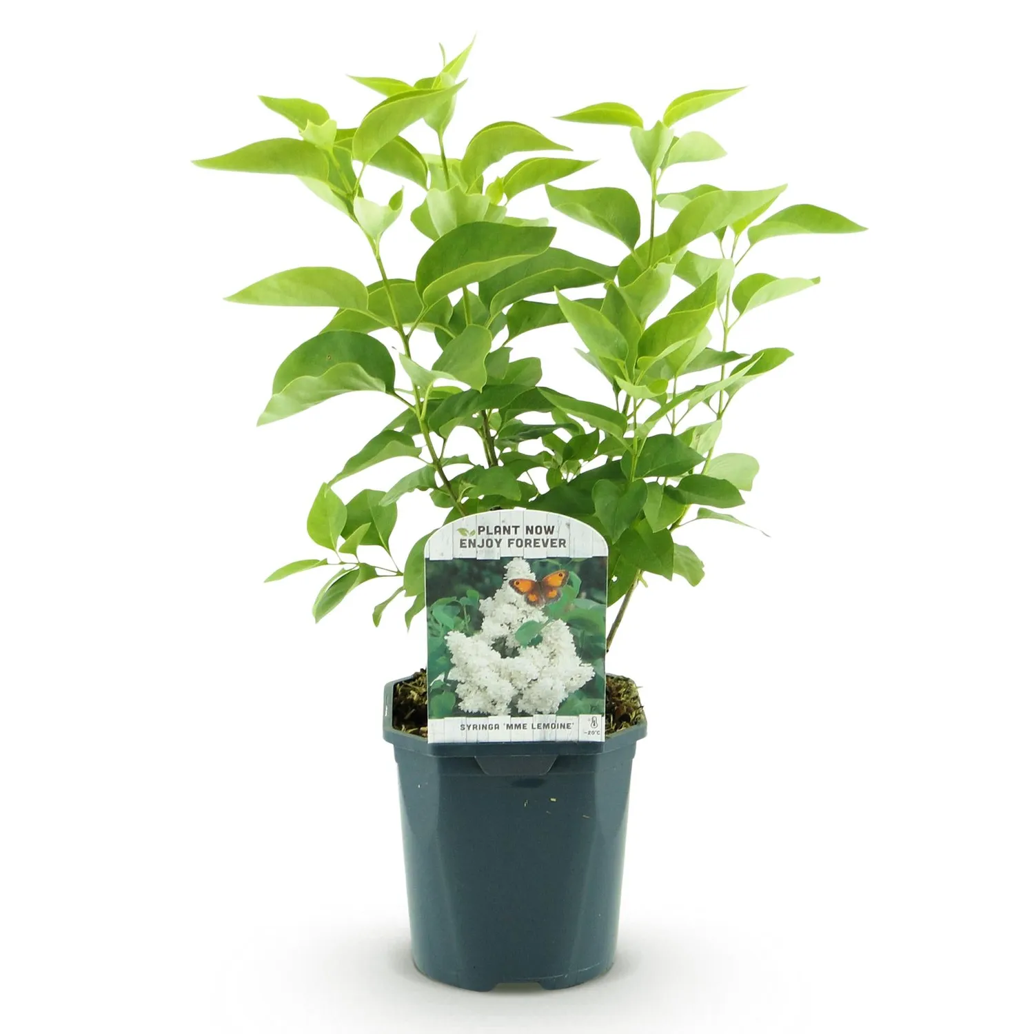 Plant and Stories Lilas Mme Lemoine arbuste pot 17 cm blanc