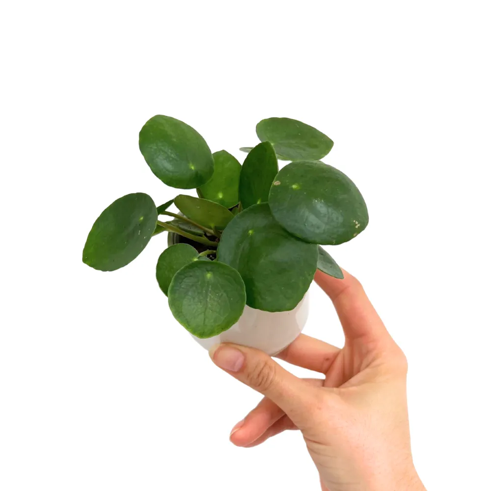 Plant and Stories Pilea Peperomioides plante pot 6 cm