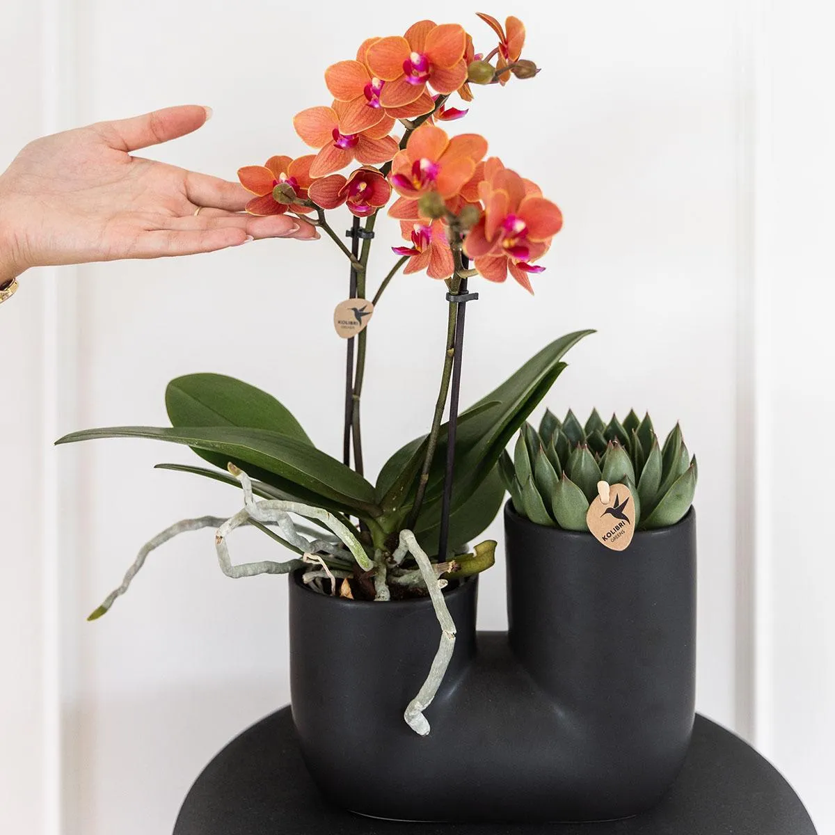 Plant and Stories Phalaenopsis Bolzano orchidée coffret 9 cm orange