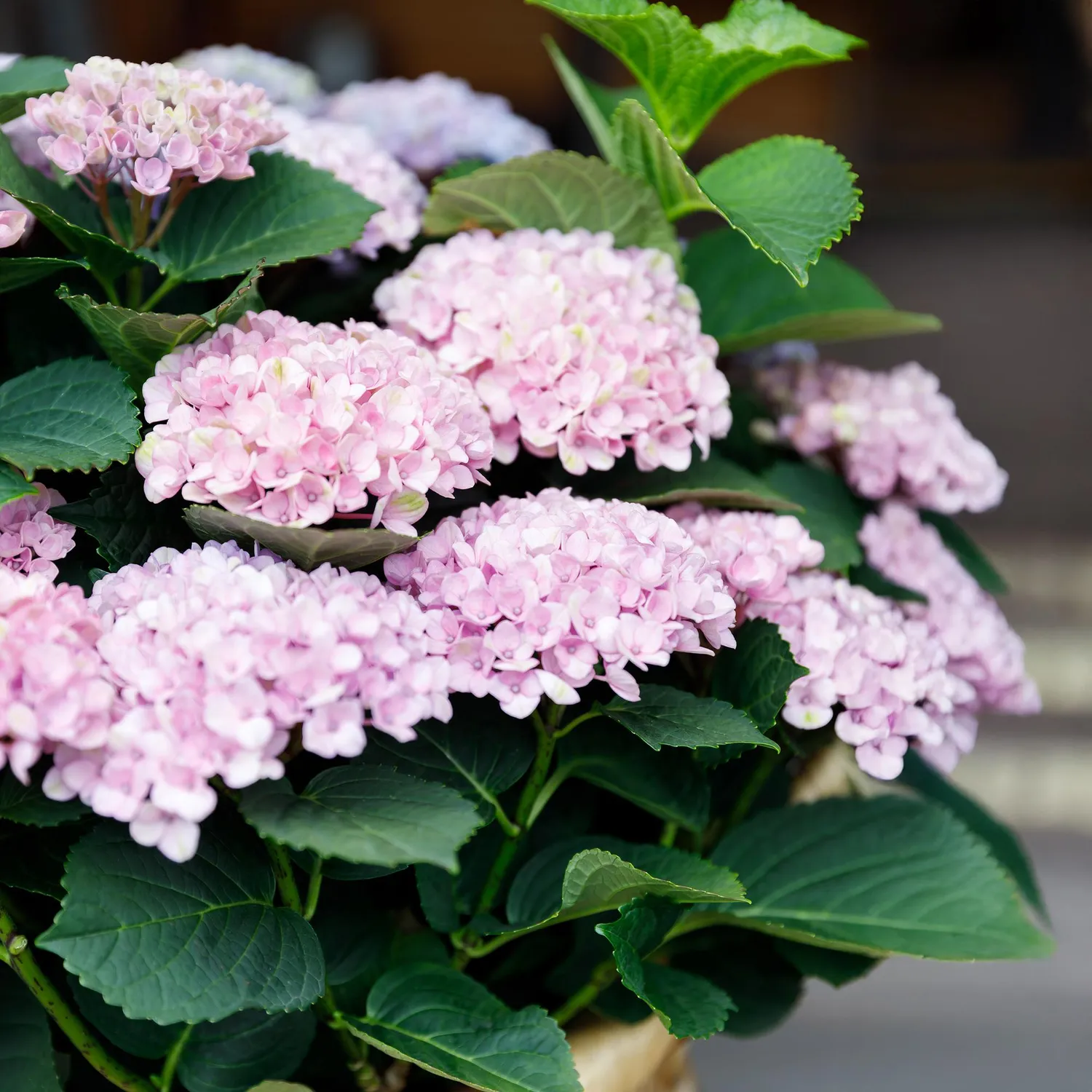 Plant and Stories Hortensia Magical Revolution arbuste pot 23 cm bleu
