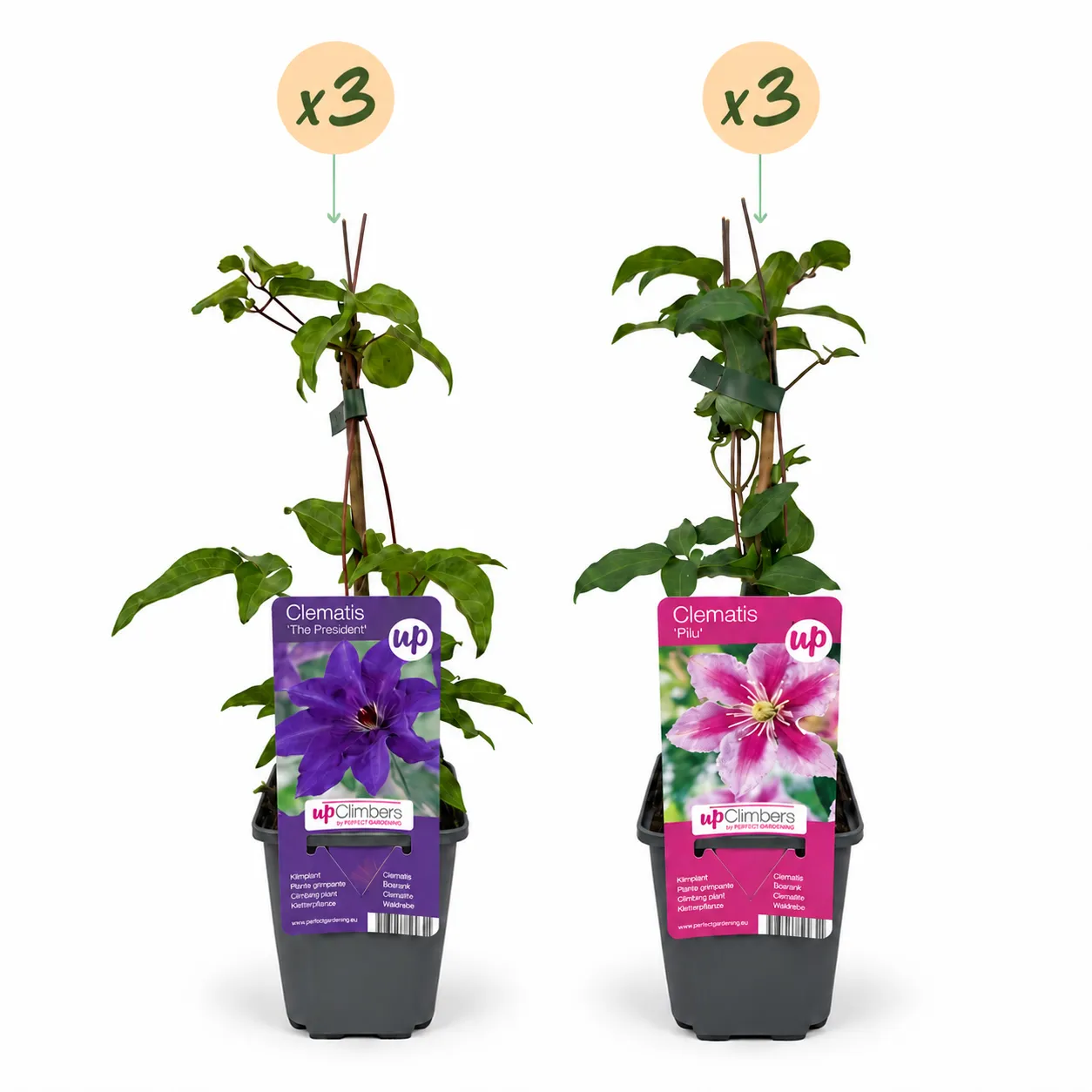 Plant and Stories Clématite Duo Violet & Rose plante grimpante 2 plants rustique