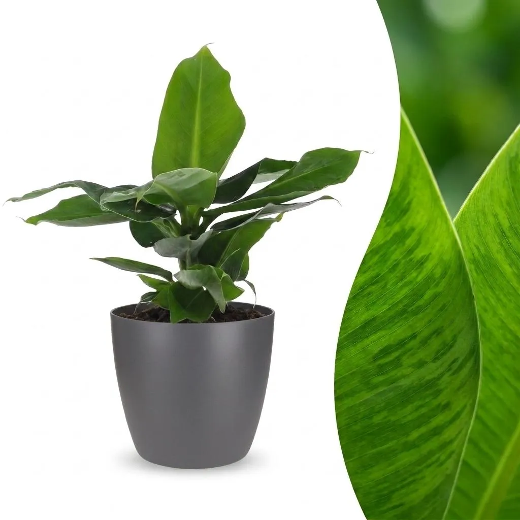 Plant and Stories Oriental Dwarf bananier nain pot 12 cm vert
