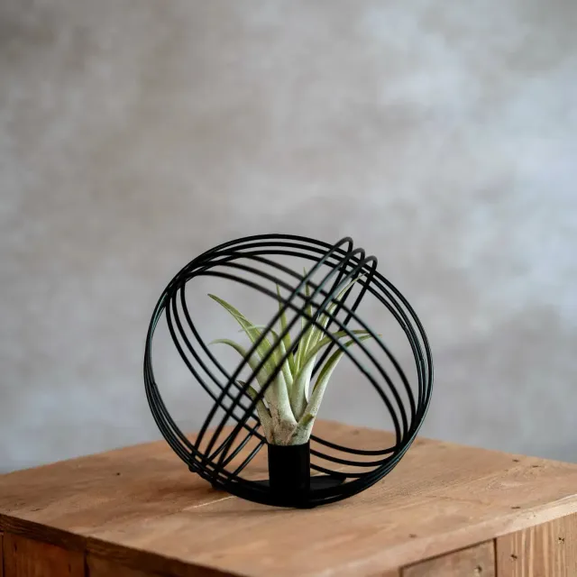 Airplantshop boule métal noir suspension Tillandsia Capitata
