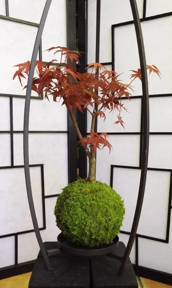 AQUAPHYTE Fuji-san Ni kokedama érable du Japon caduc
