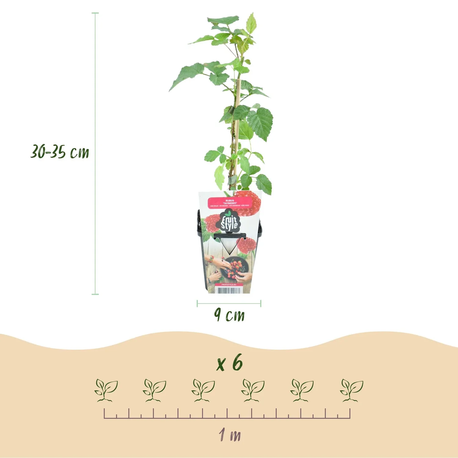 PLANT AND STORIES Mûre Tayberry fruitier lot 3 pot 9 cm