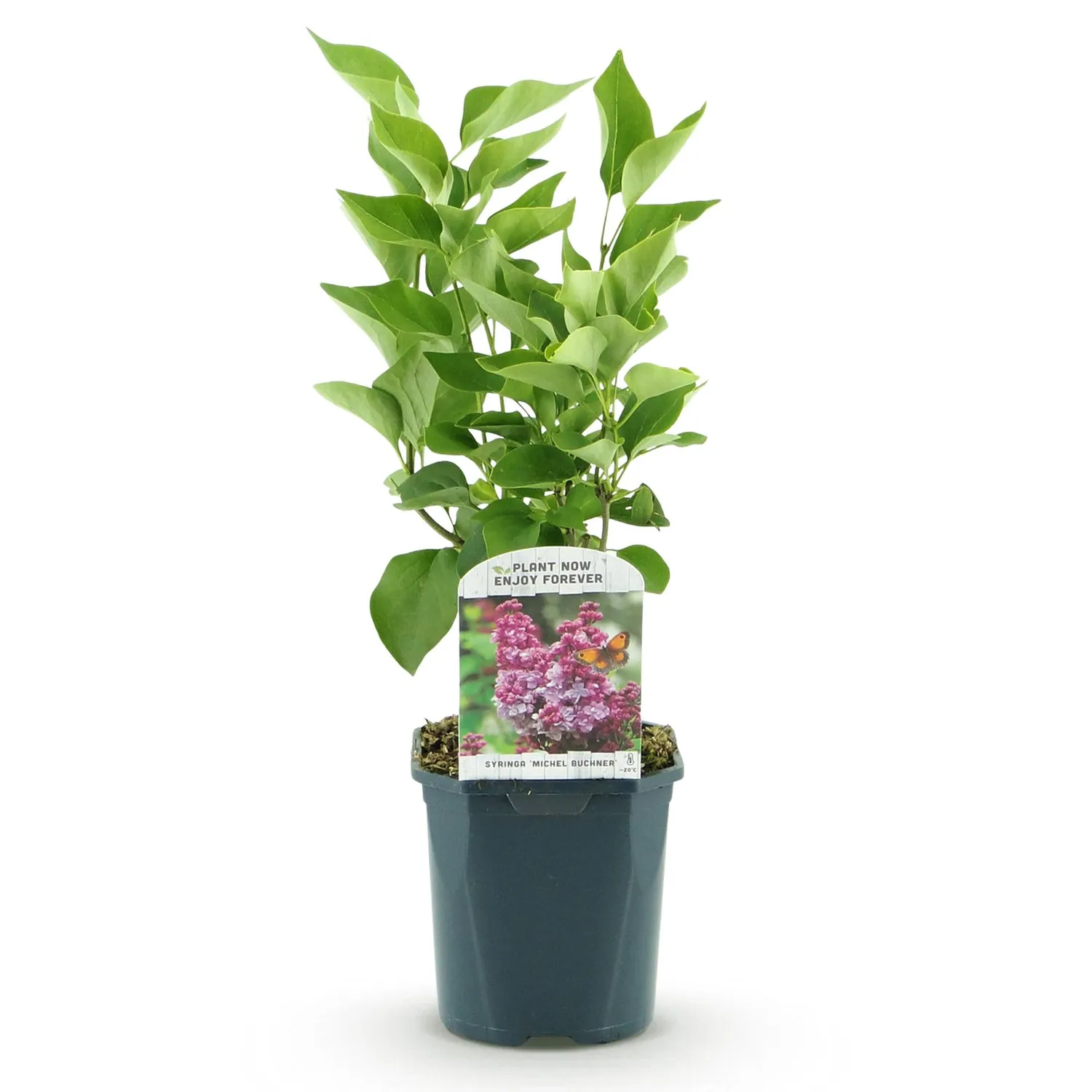 Plant and Stories Syringa Michel Buchner lilas parfumé 45 cm