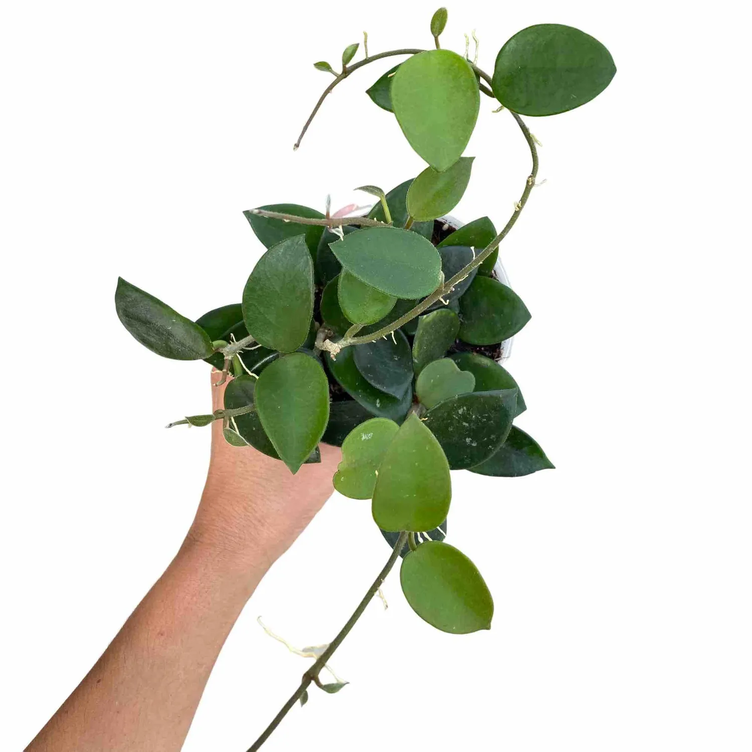 Plant and Stories Hoya Chouke plante pot 6 cm veloutée
