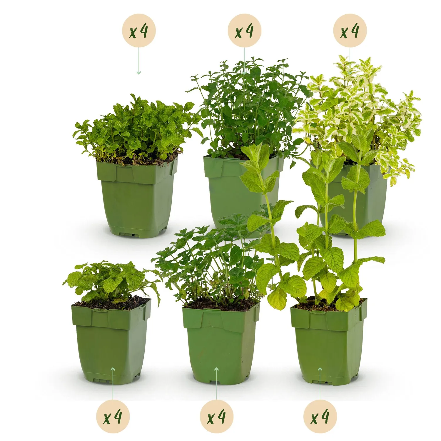 PLANT AND STORIES Vivaces aromatiques tisanes lot 6 plants pot 11 cm
