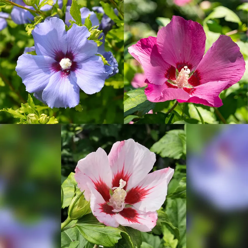 Plant and Stories Hibiscus syriacus Tricolour arbuste pot 19 cm rustique