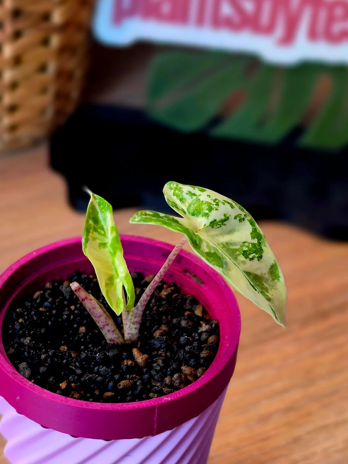 plant.ess Alocasia Calidora Hybrid plante 2 feuilles panachée