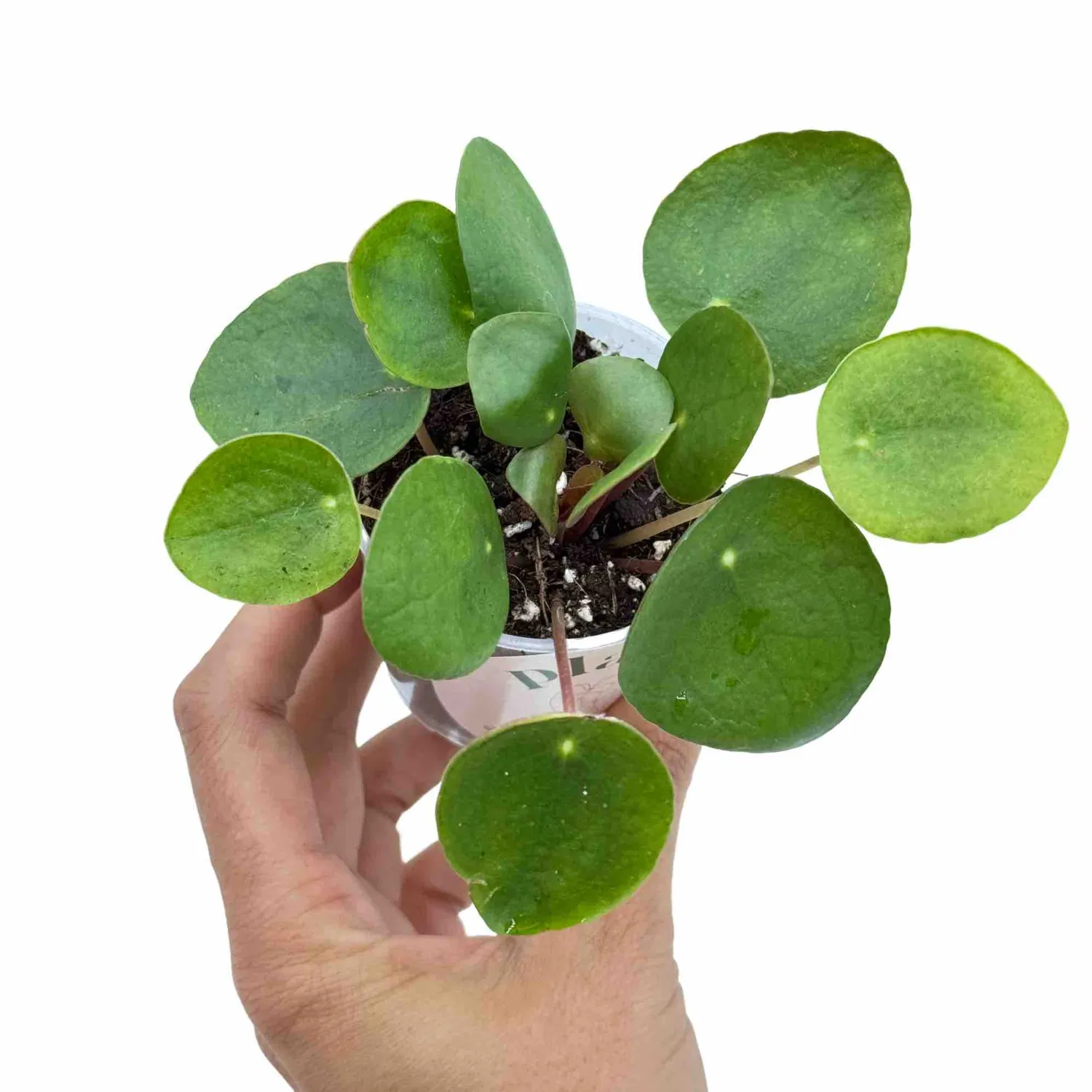 Plant and Stories Pilea Peperomioides plante pot 6 cm