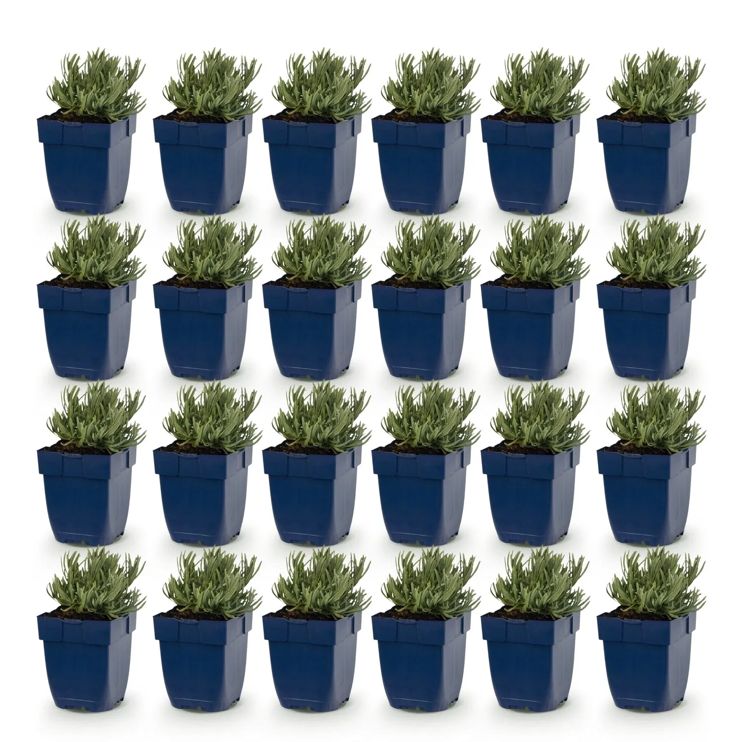 Plant and Stories lavande Dwarf Blue pot 11 cm 6 plants parfumée