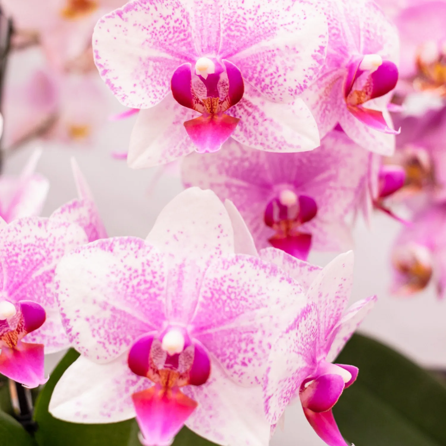 Plant and Stories Phalaenopsis Rotterdam orchidée rose pot 9 cm