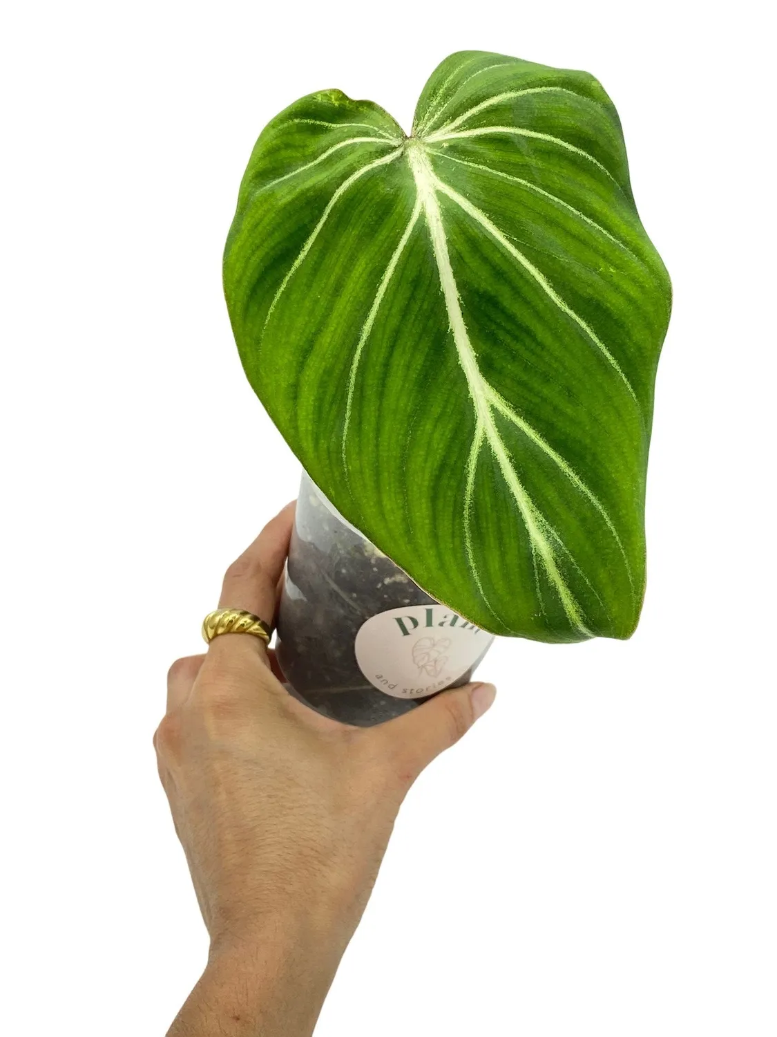 Plant and Stories philodendron Gloriosum plante intérieur velours 9 cm