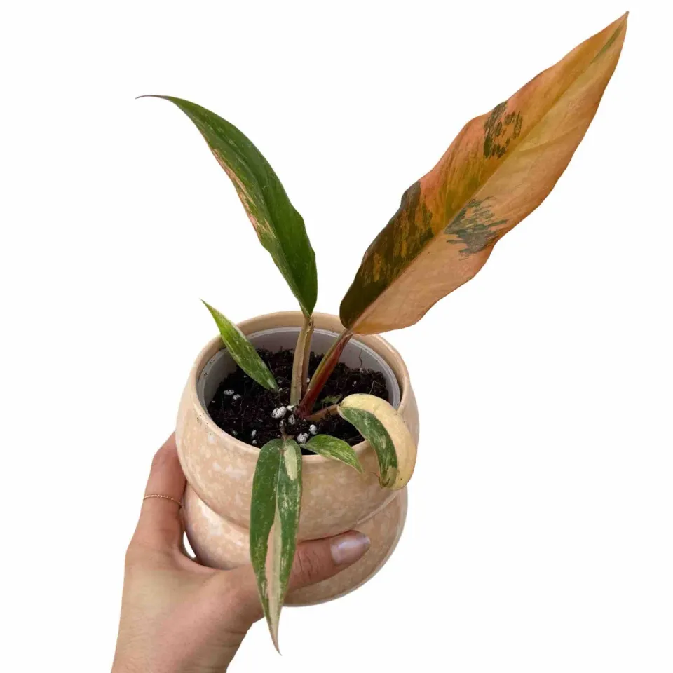 Plant and Stories Caramel Marble philodendron pot 9 cm panaché