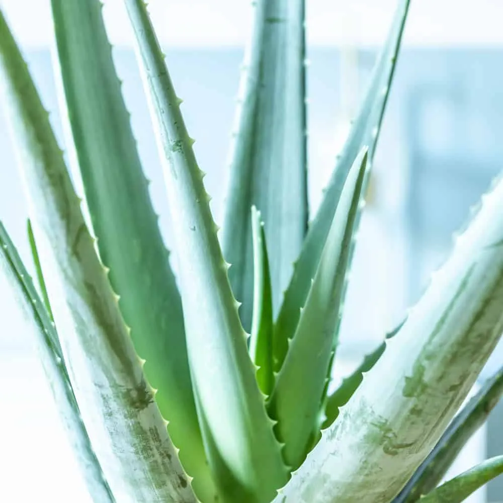 Réconciliation Végétale Axel Aloe Vera plante grasse pot D14
