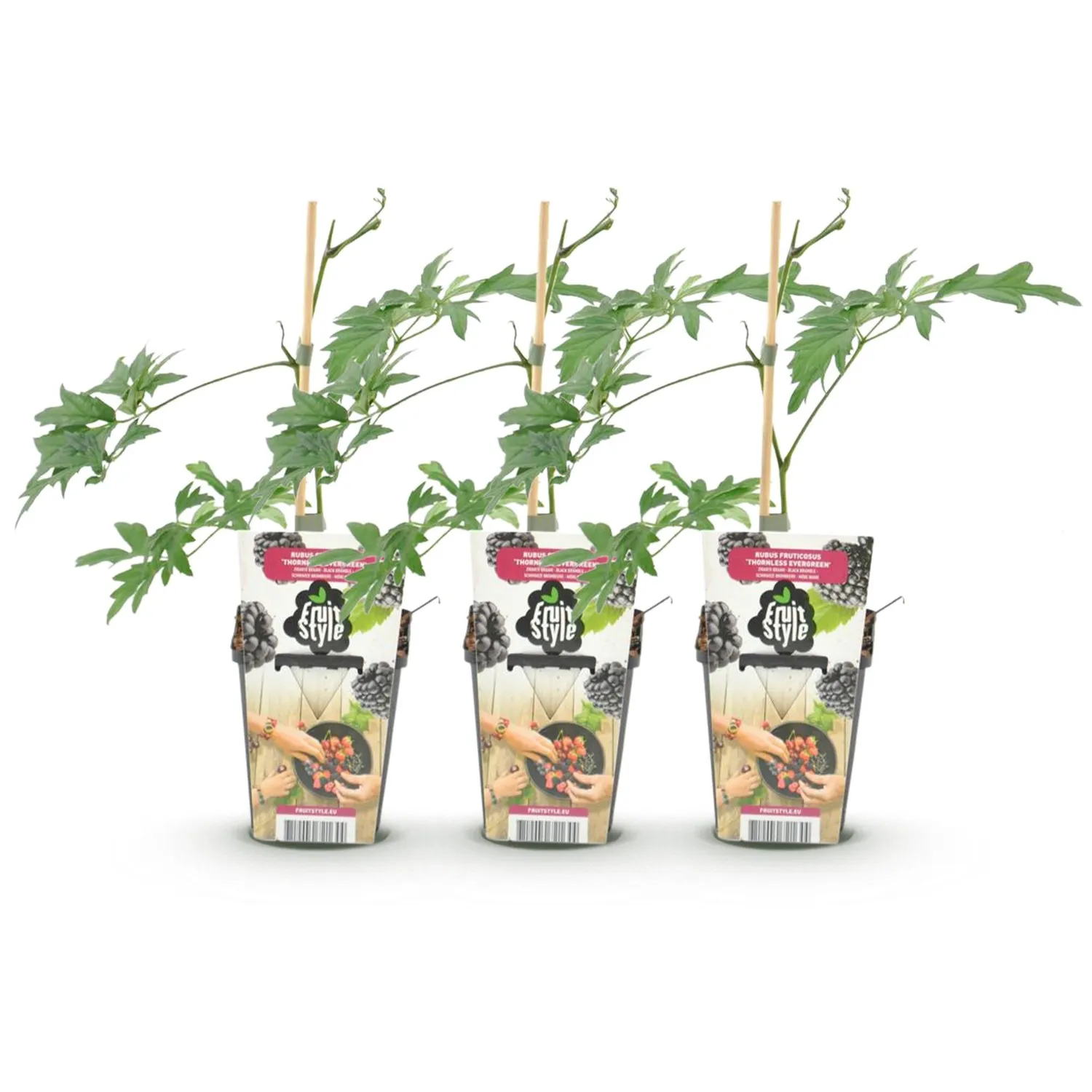Plant and Stories Mûre Thornless Evergreen fruitier pot 9cm lot 3