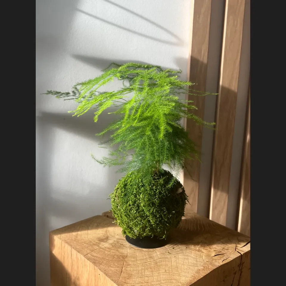 Oh My Green Asparagus Plumosus kokedama taille M plume