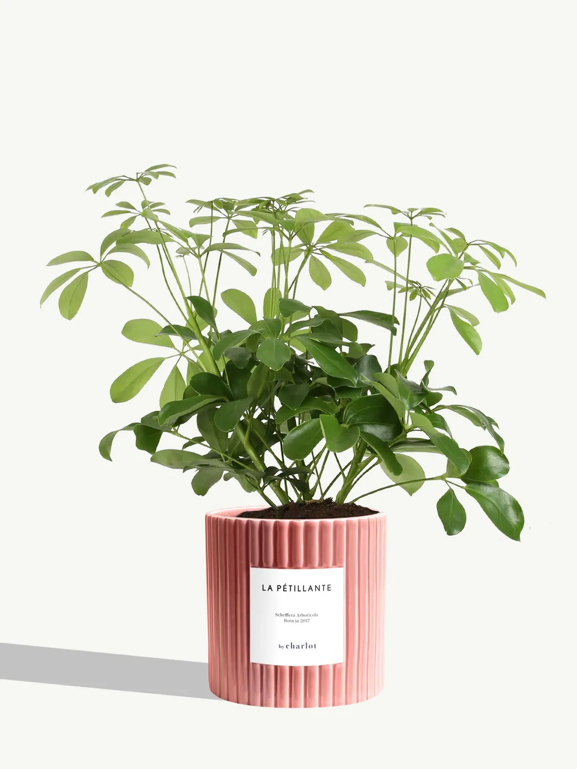 By Charlot La Pétillante schefflera pot 14 cm