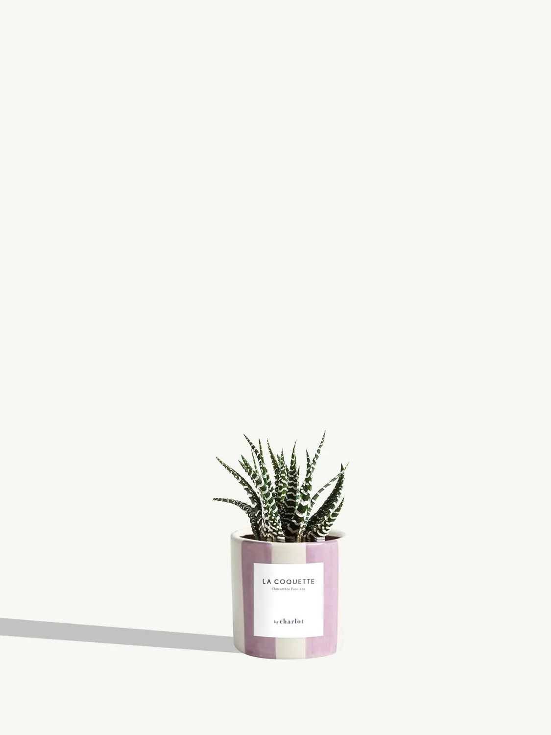 By Charlot La Coquette mini plante haworthia pot 6 cm