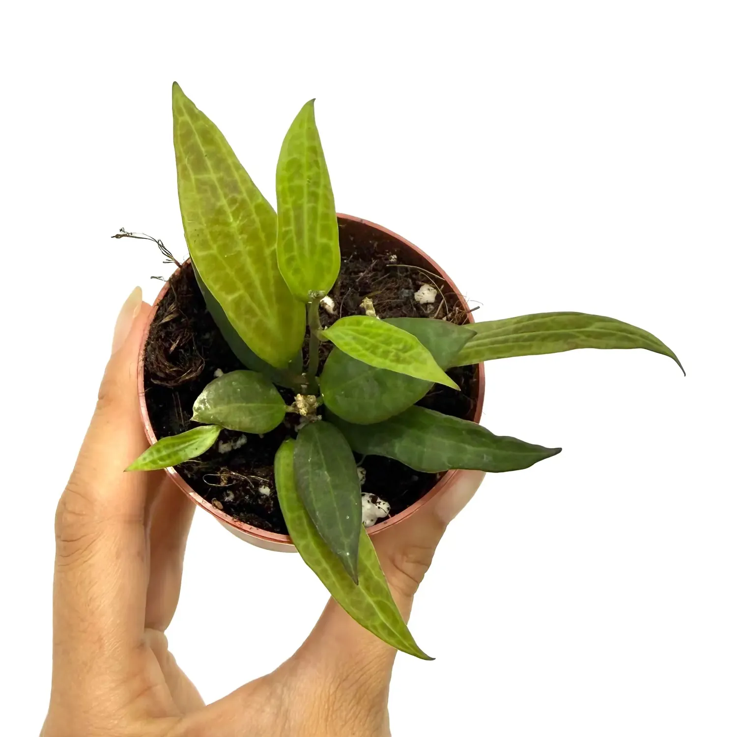 Plant and Stories Microdwarf hoya plante 7 cm miniature