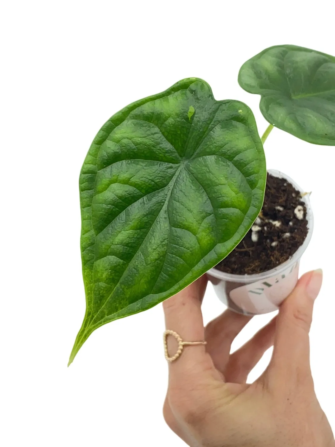 Plant and Stories Alocasia Dragon Scale plante d'intérieur pot 6 cm