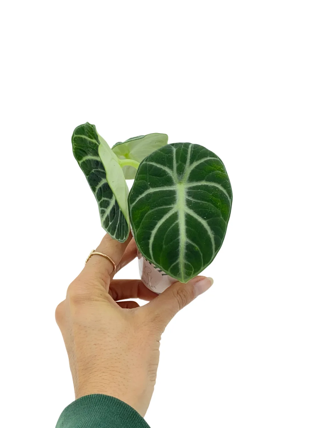 Plant and Stories Alocasia Black Ninja plante pot 11cm noire