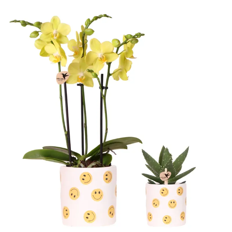 Plant and Stories Phalaenopsis Albenga orchidée jaune coffret pot 9 cm