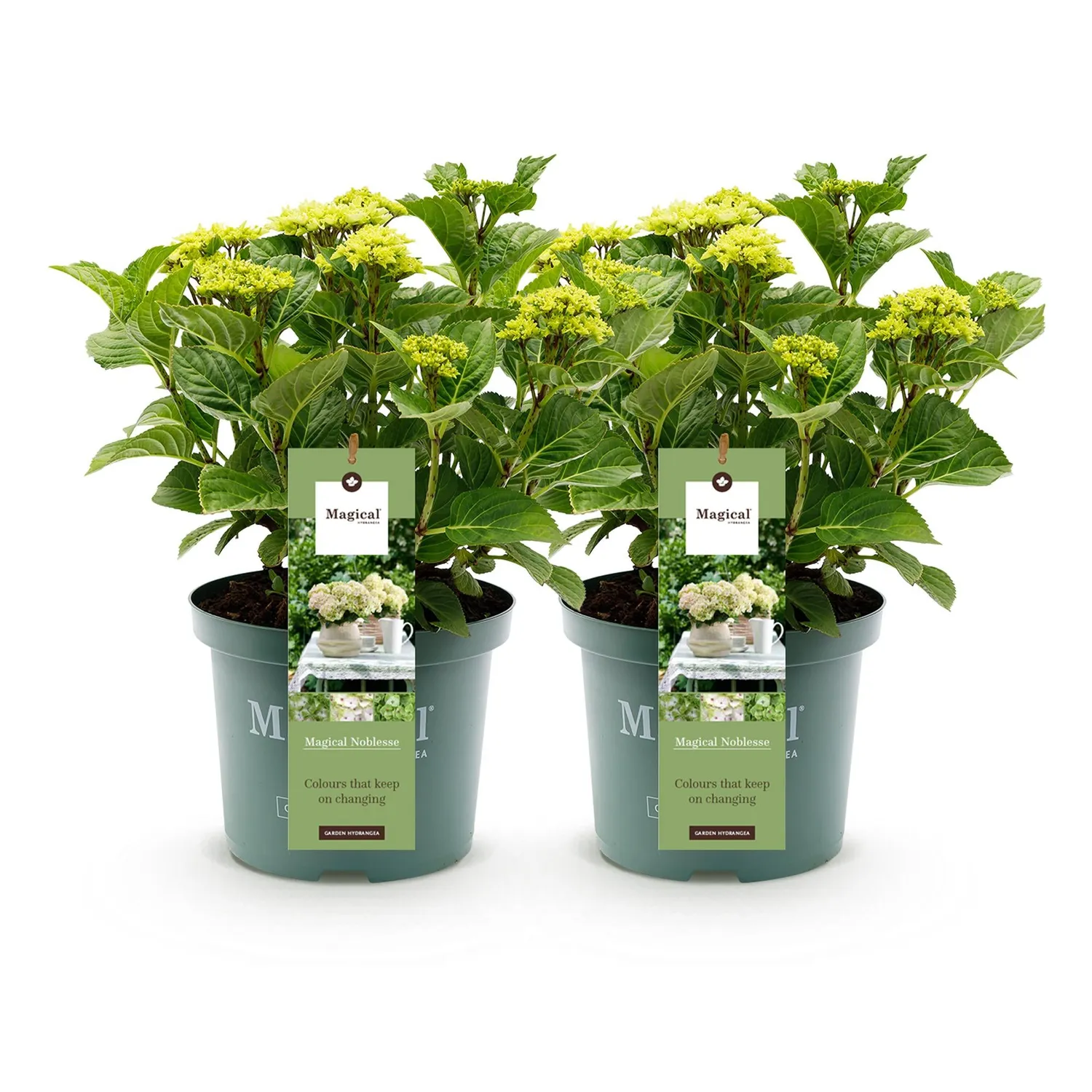 Plant and Stories Magical Nobless hortensia 1 pot 23 cm blanc