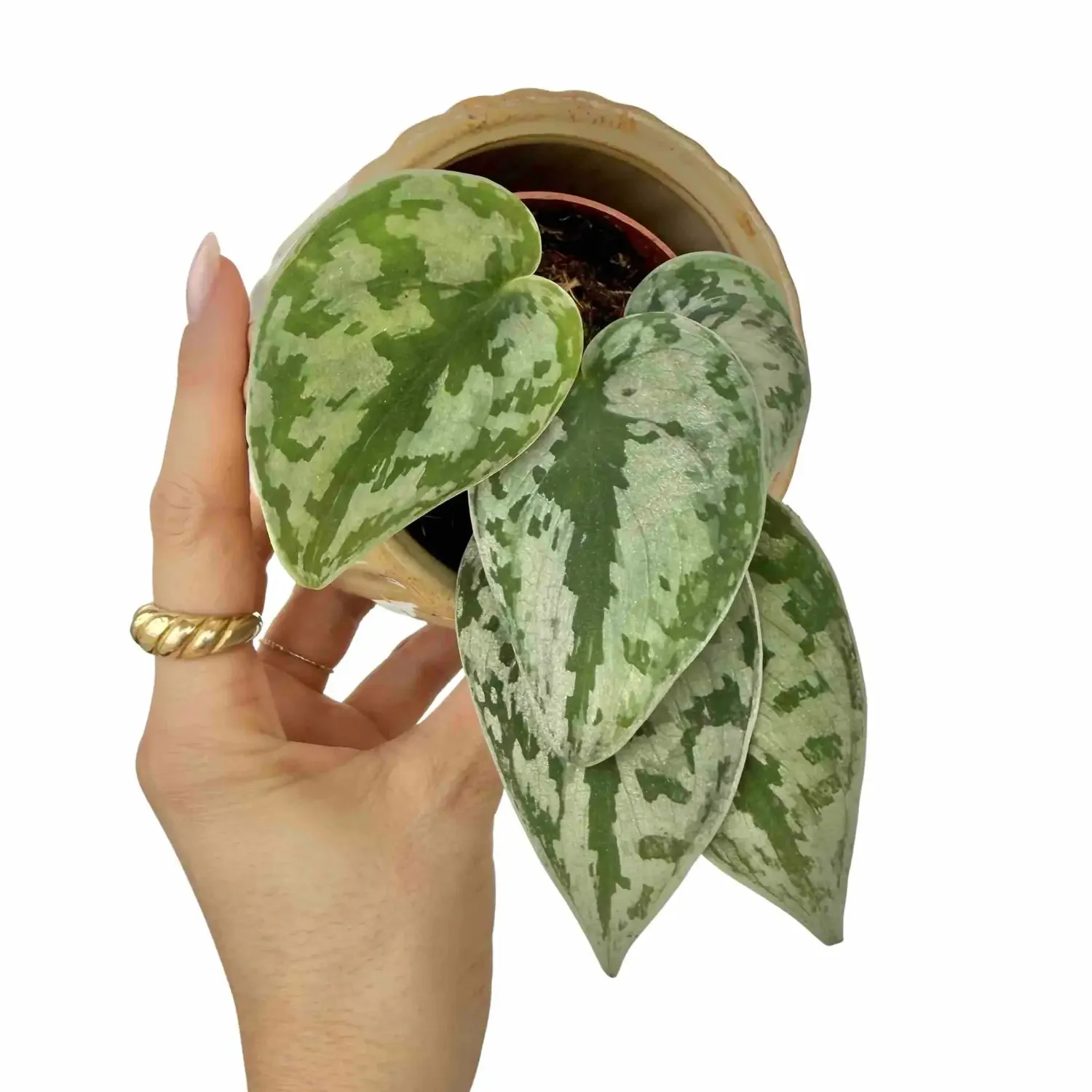 Plant and Stories Scindapsus Pictus Sparkling Borneo plante pot 7cm argentée