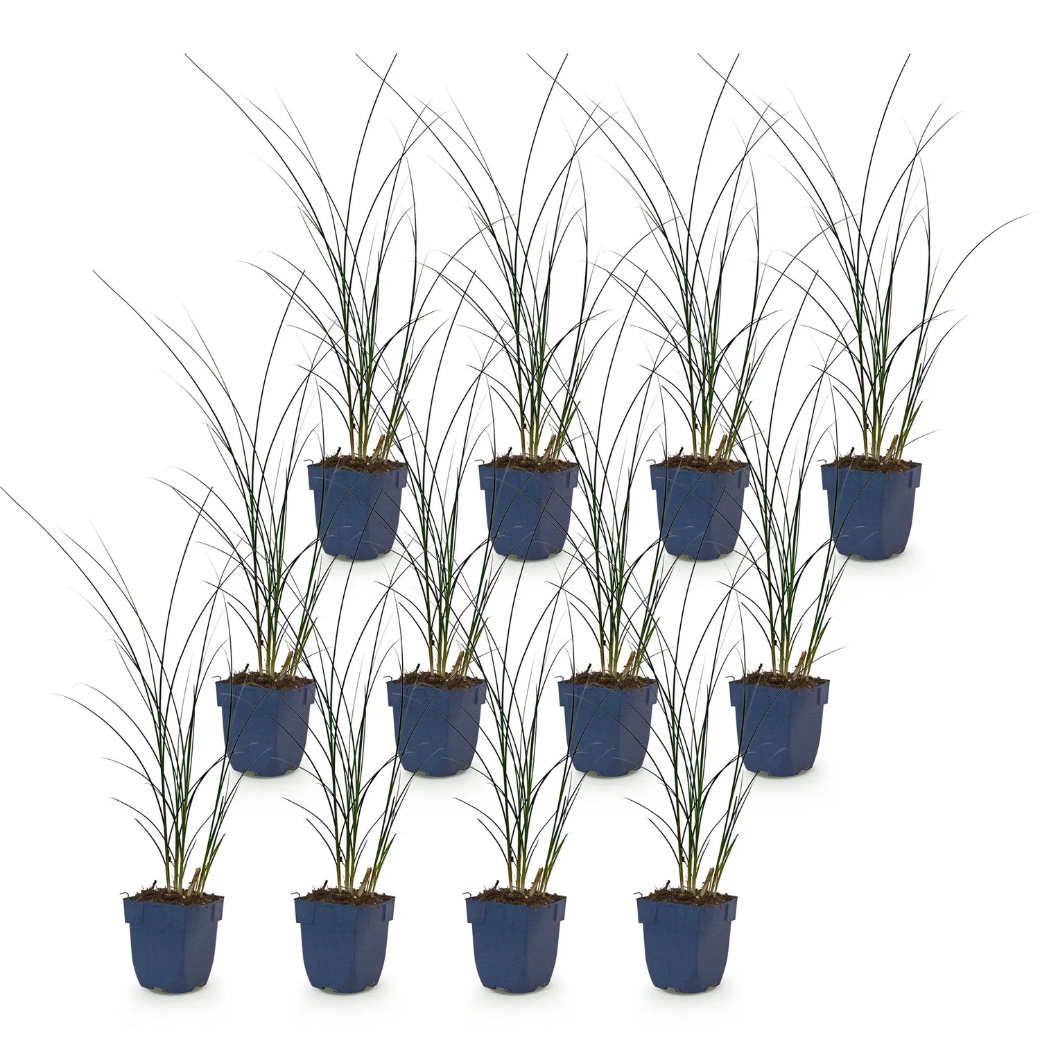 Plant and Stories Miscanthus Gracillimus graminée pot 11cm lot 6 plants