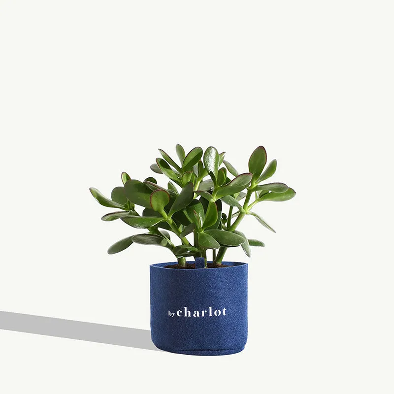 By Charlot La Délicate recharge succulente S crassula