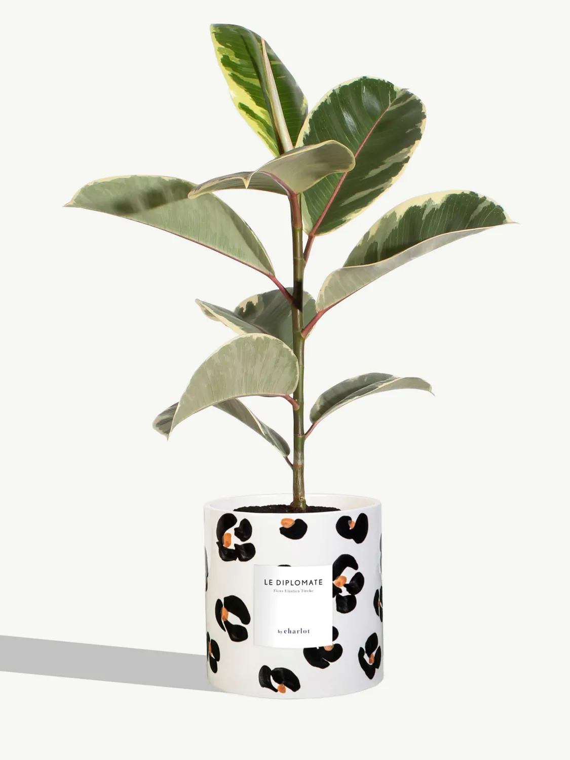 By Charlot Le Diplomate ficus tineke plante verte 45 cm