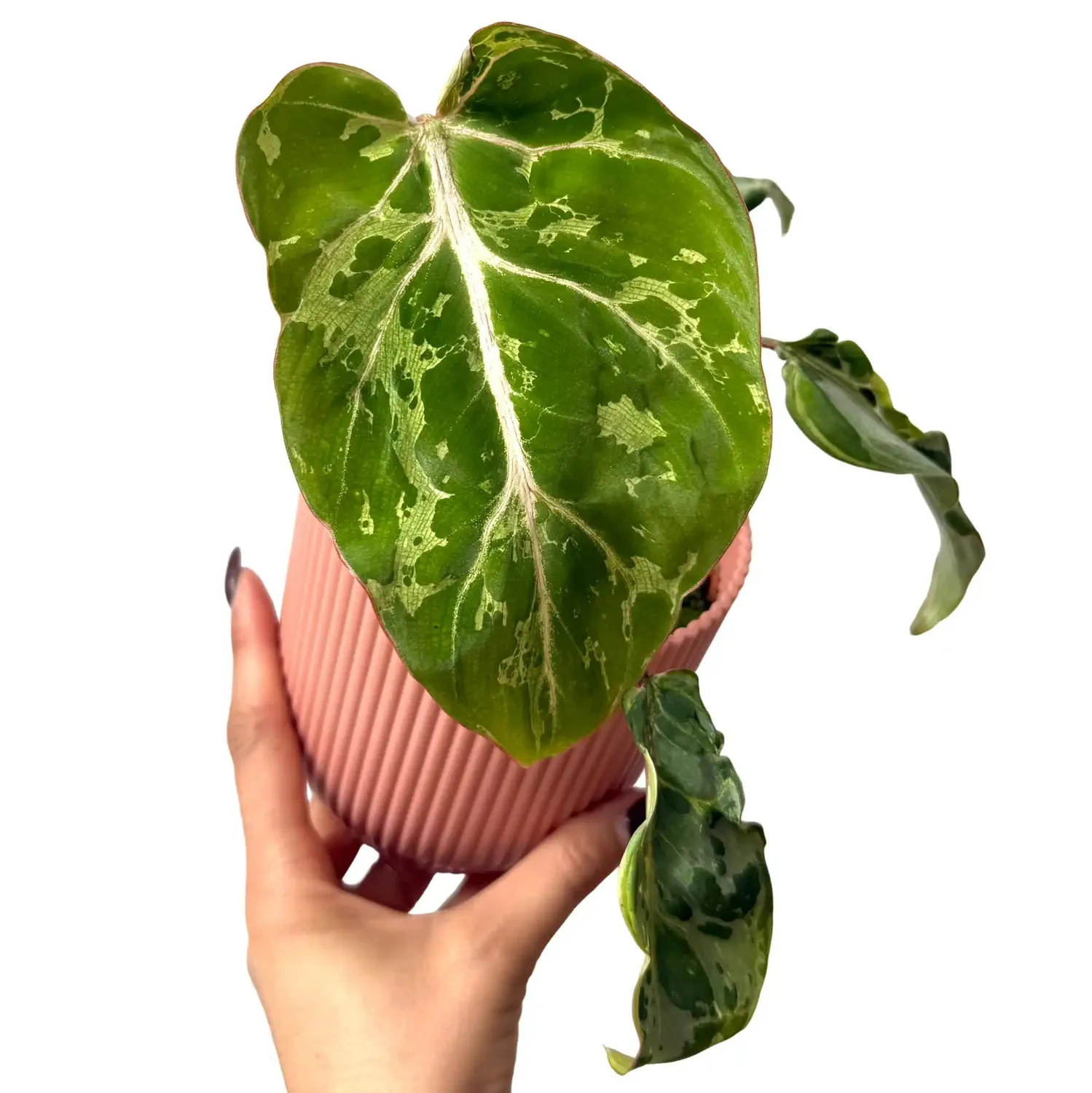 Plant and Stories Philodendron gloriosum Snow Leopard pot 10,5cm