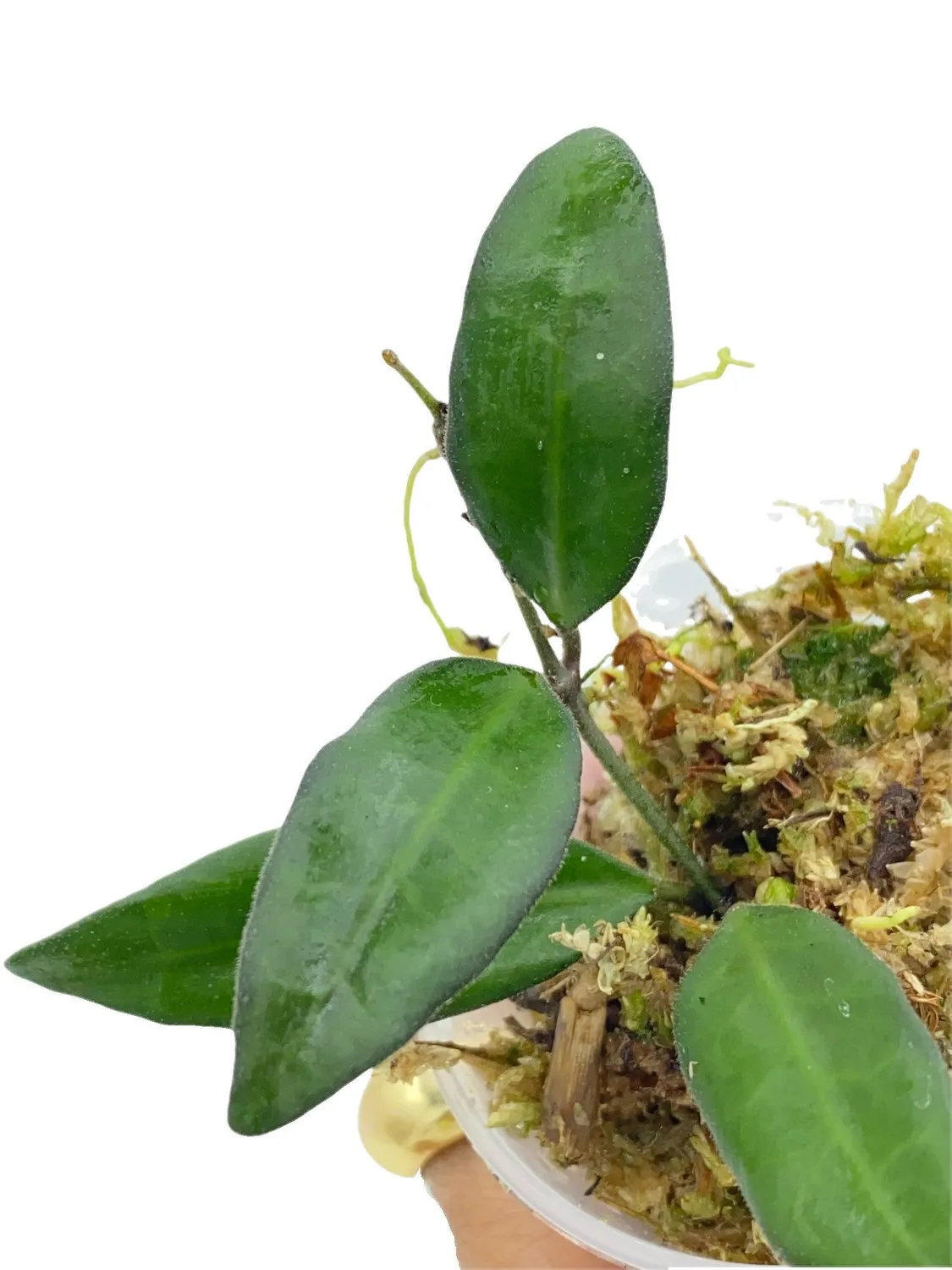 Plant and Stories Hoya Rosita plante 6 cm fleurs parfumées