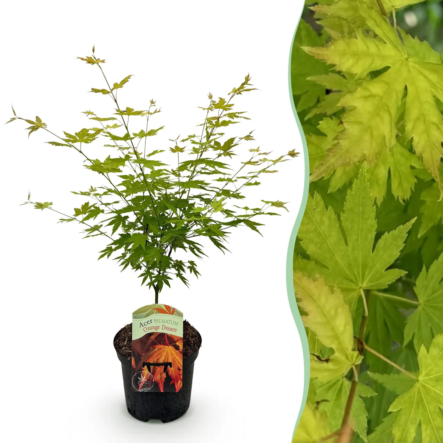 Plant and Stories Orange Dream érable du Japon pot 19cm 70cm