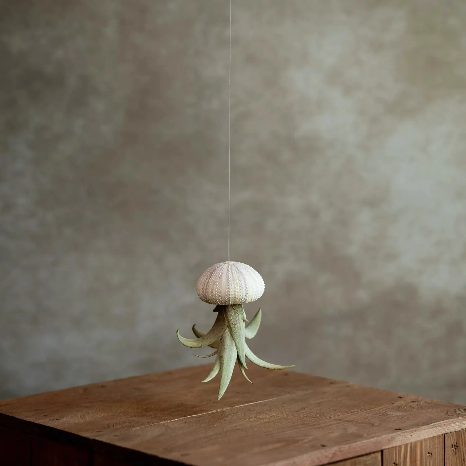 Airplantshop Jellyfish Violet suspension Capitata medium