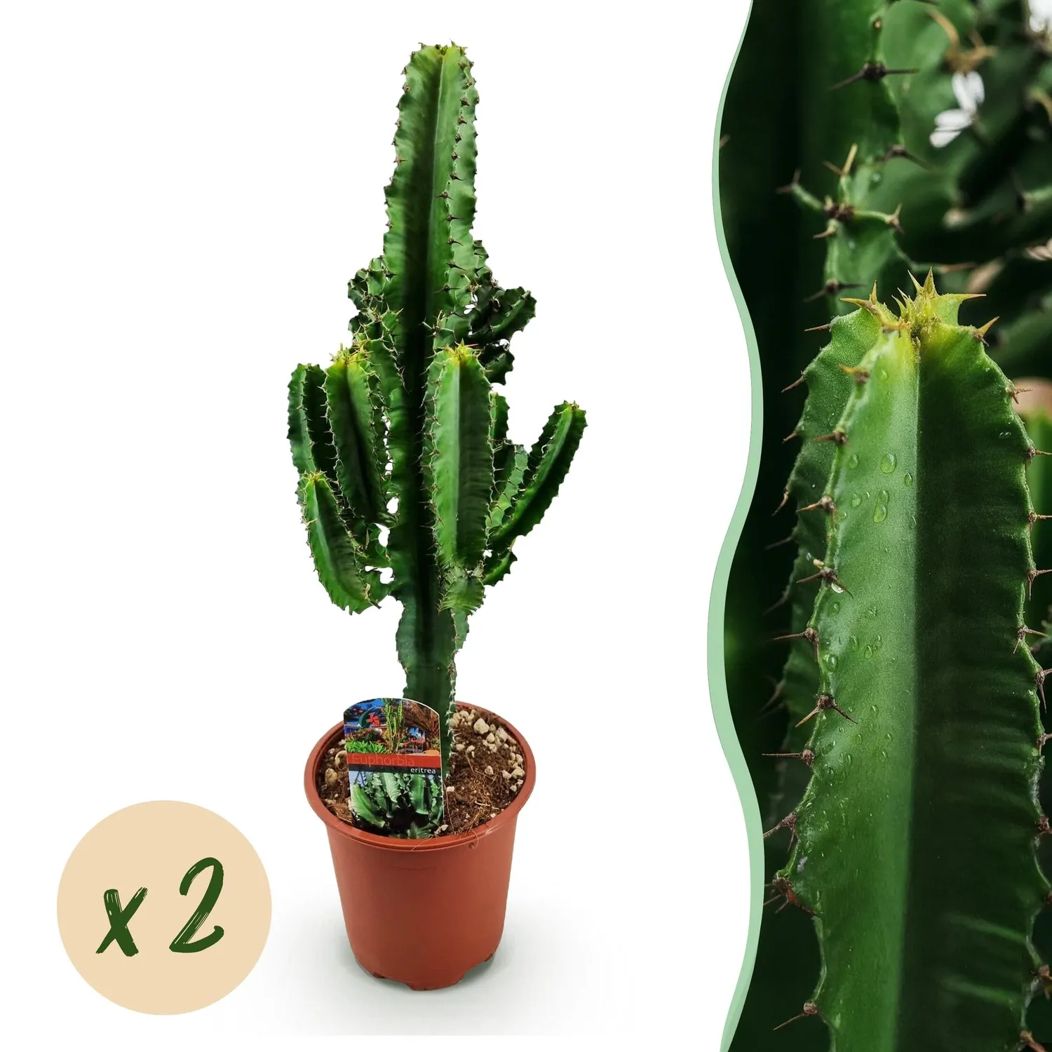 Plant and Stories Euphorbia Eritrea plante d'intérieur 1 plante 60 cm