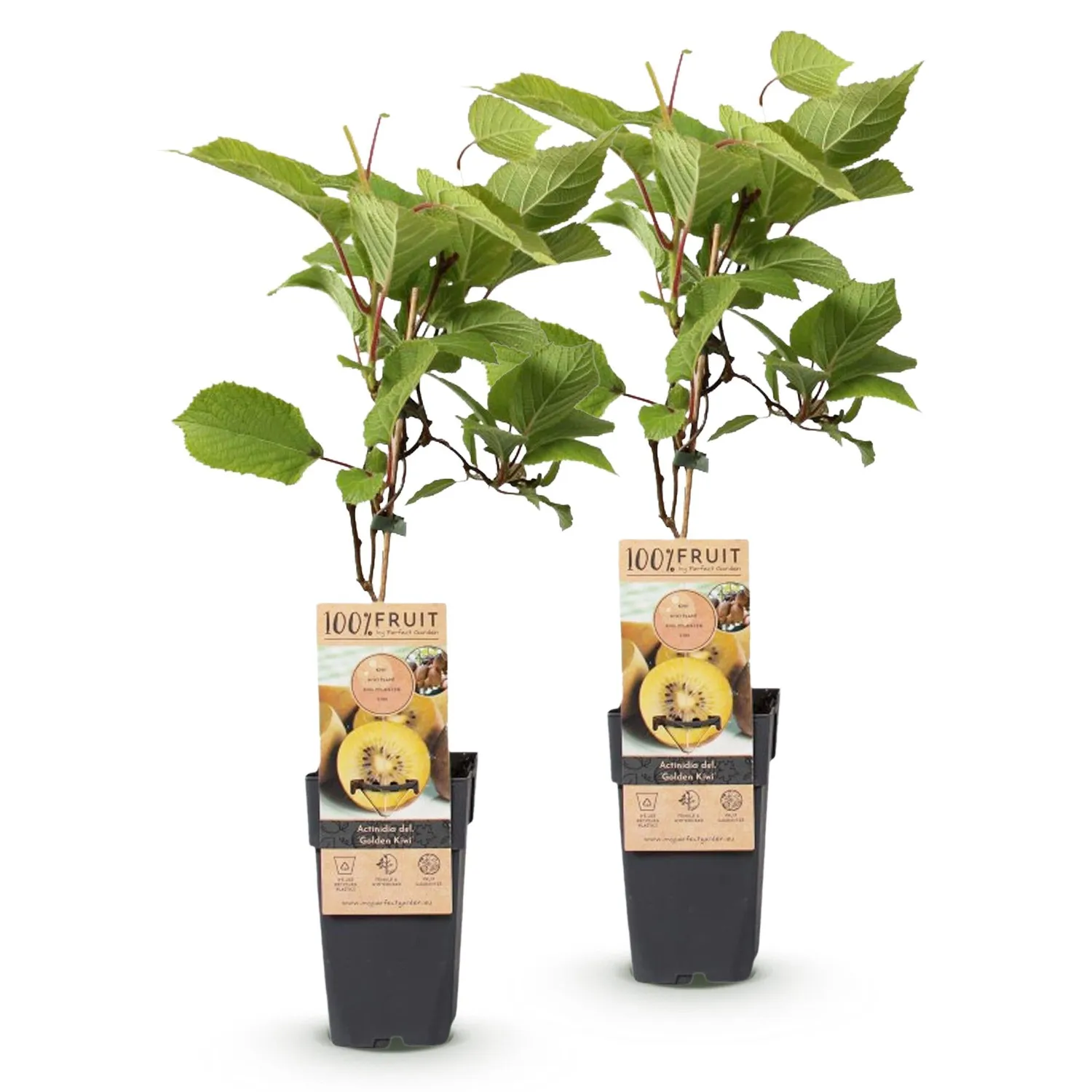Plant and Stories kiwi Golden pot 15 cm 50 cm lot 2 plants