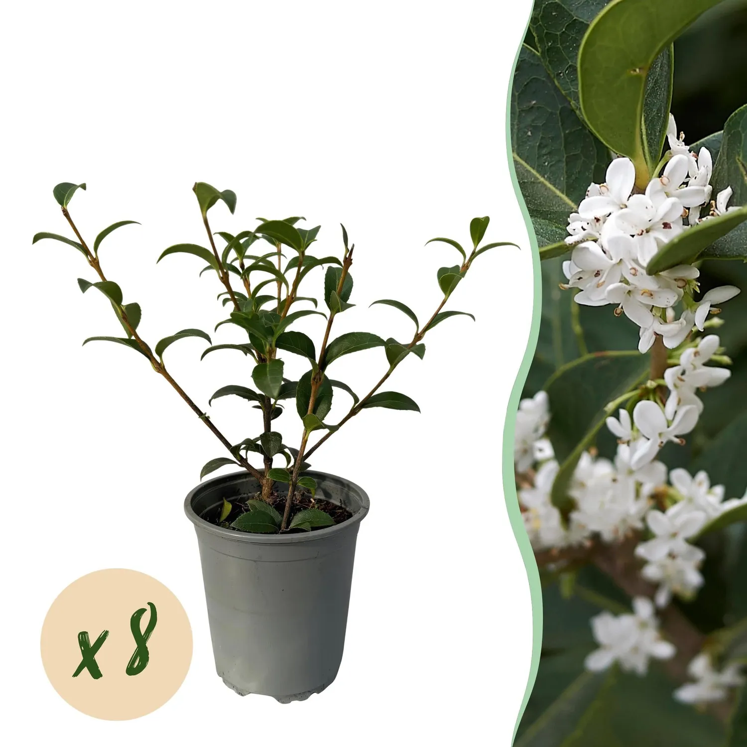 Plant and Stories Osmanthus Burkwoodii plante haie lot 8 persistant