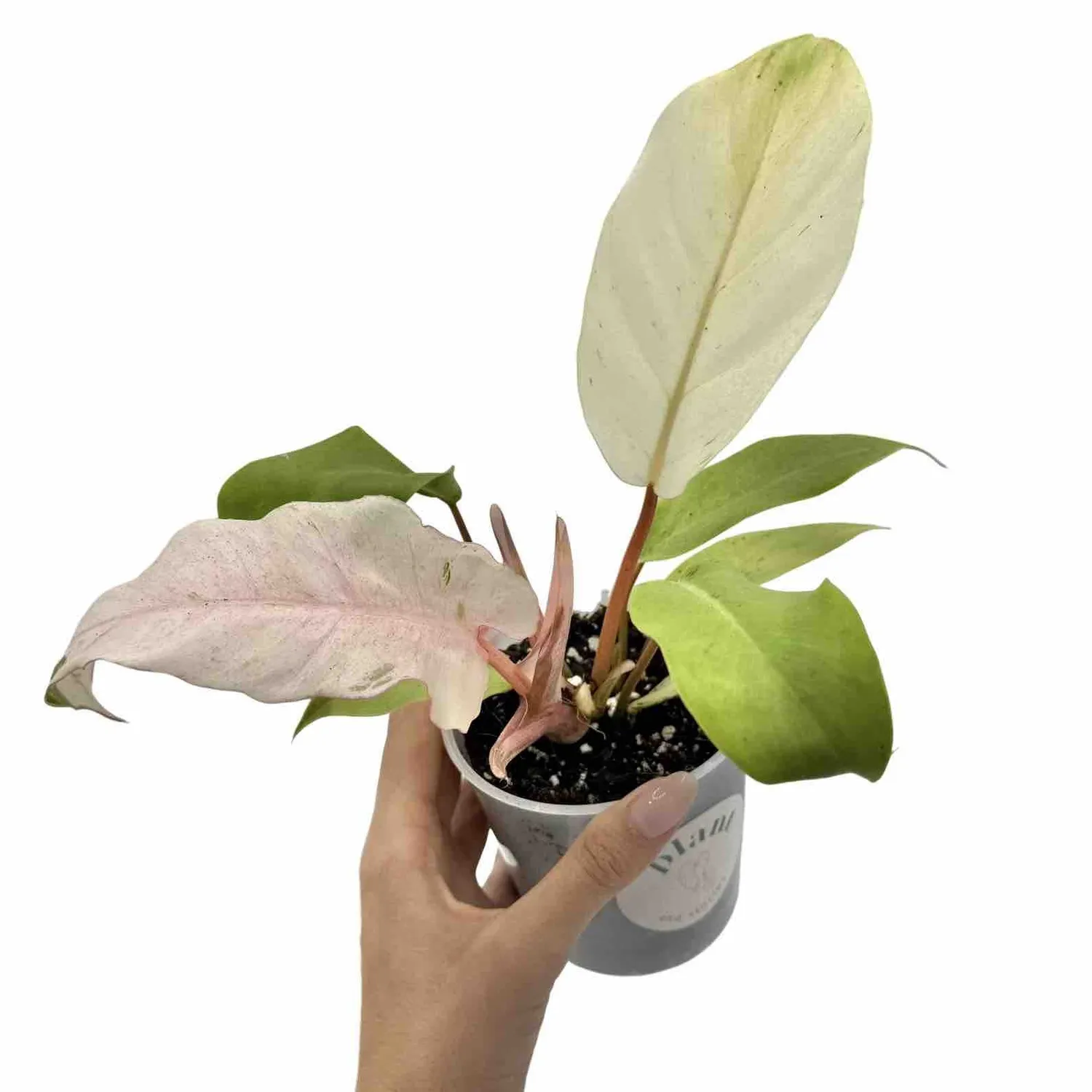 Plant and Stories Snowdrift philodendron plante pot 6 cm marbré