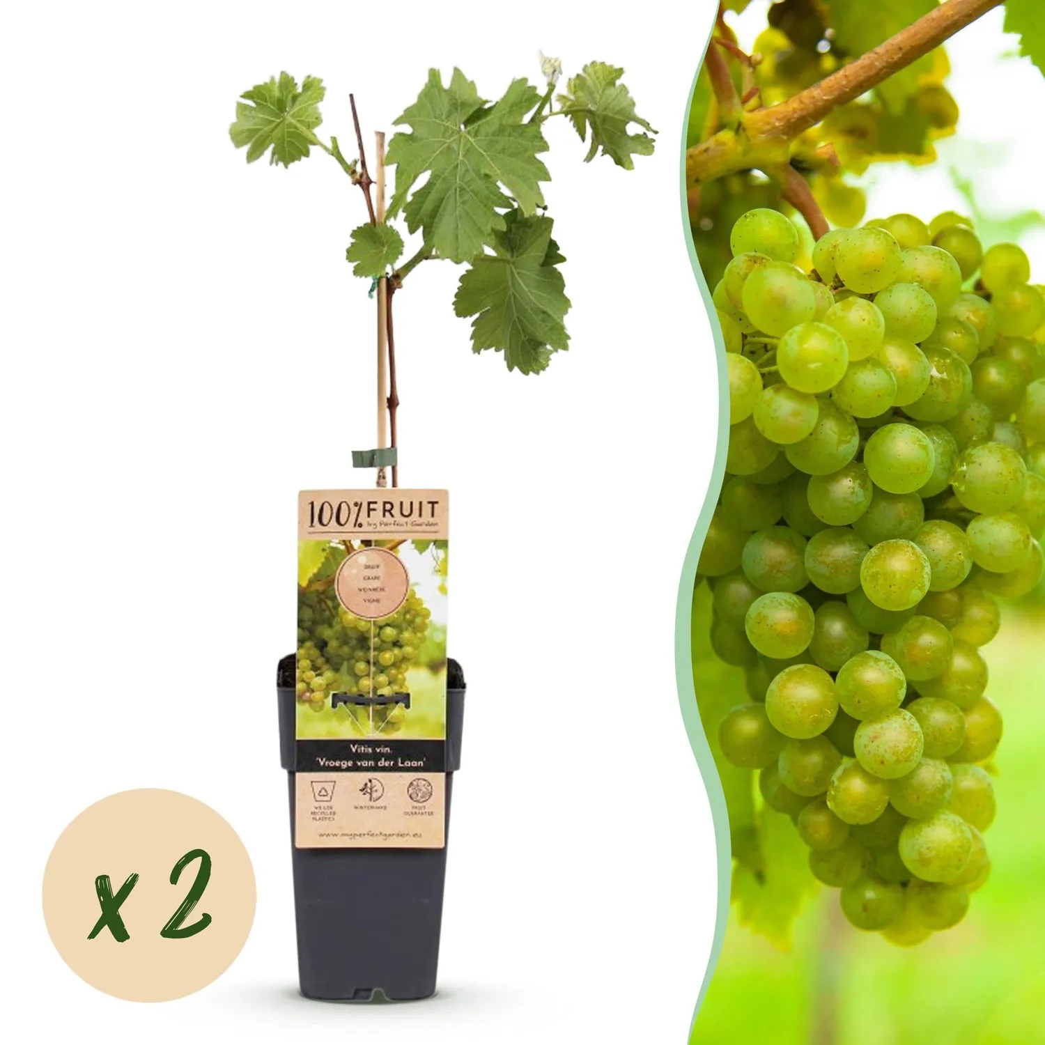 Plant and Stories Vitis Vroege Laan vigne table 2x50 cm noir