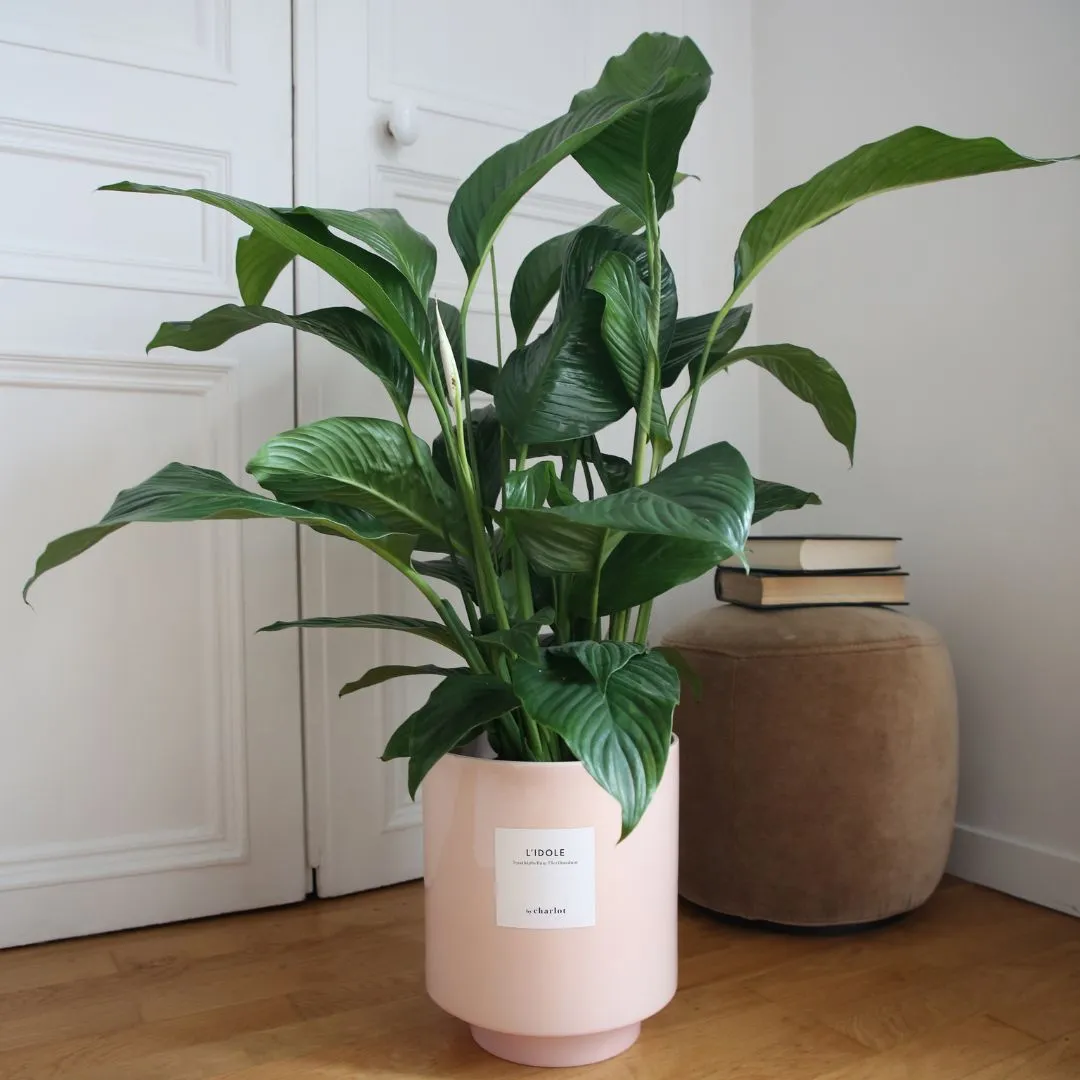 By Charlot L'Idole plante Spathiphyllum 125 cm avec pot XL