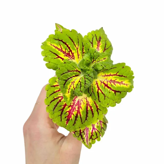Plant and Stories Coleus Spacecake plante intérieur pot 6 cm rouge