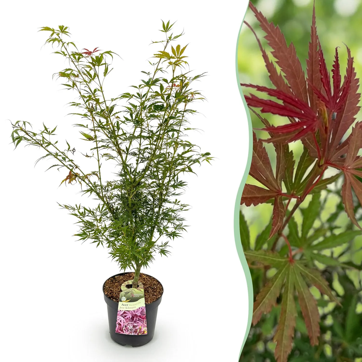 Plant and Stories Érable du Japon Jerre Schwartz érable pot 26 cm rouge