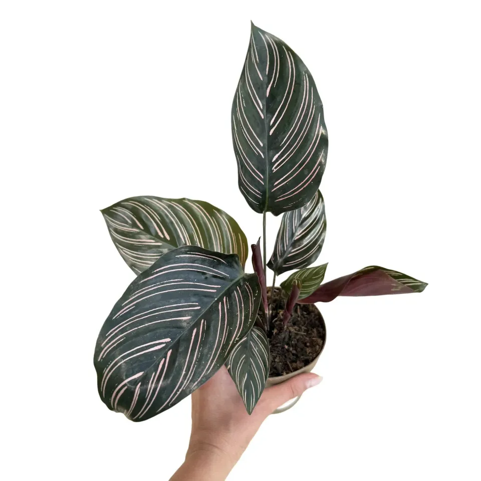 Plant and Stories Ornata Calathea plante pot 6 cm rayures roses