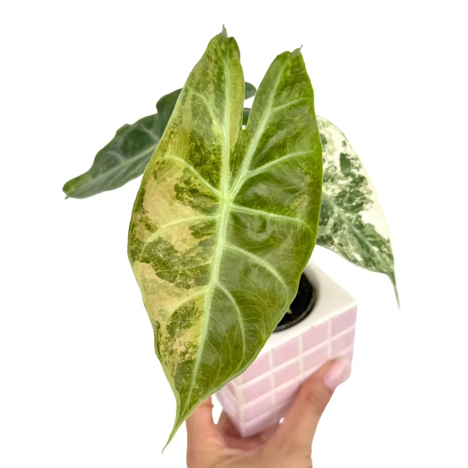 Plant and Stories Alocasia Nairobi Nights Aurea plante pot 6cm veines dorées