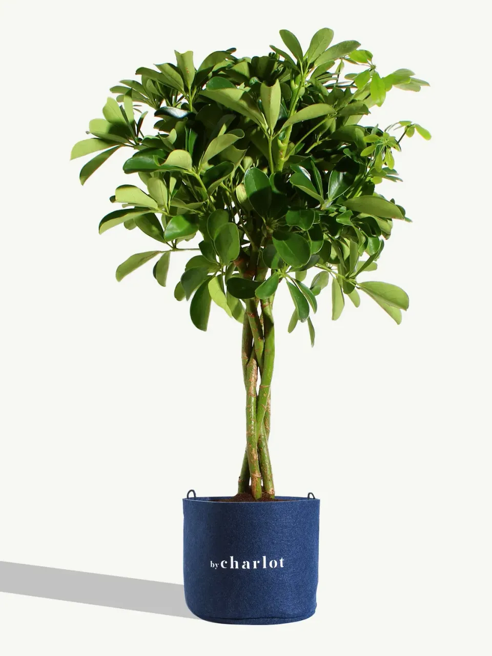 By Charlot La Pétillante plante Schefflera 65 cm