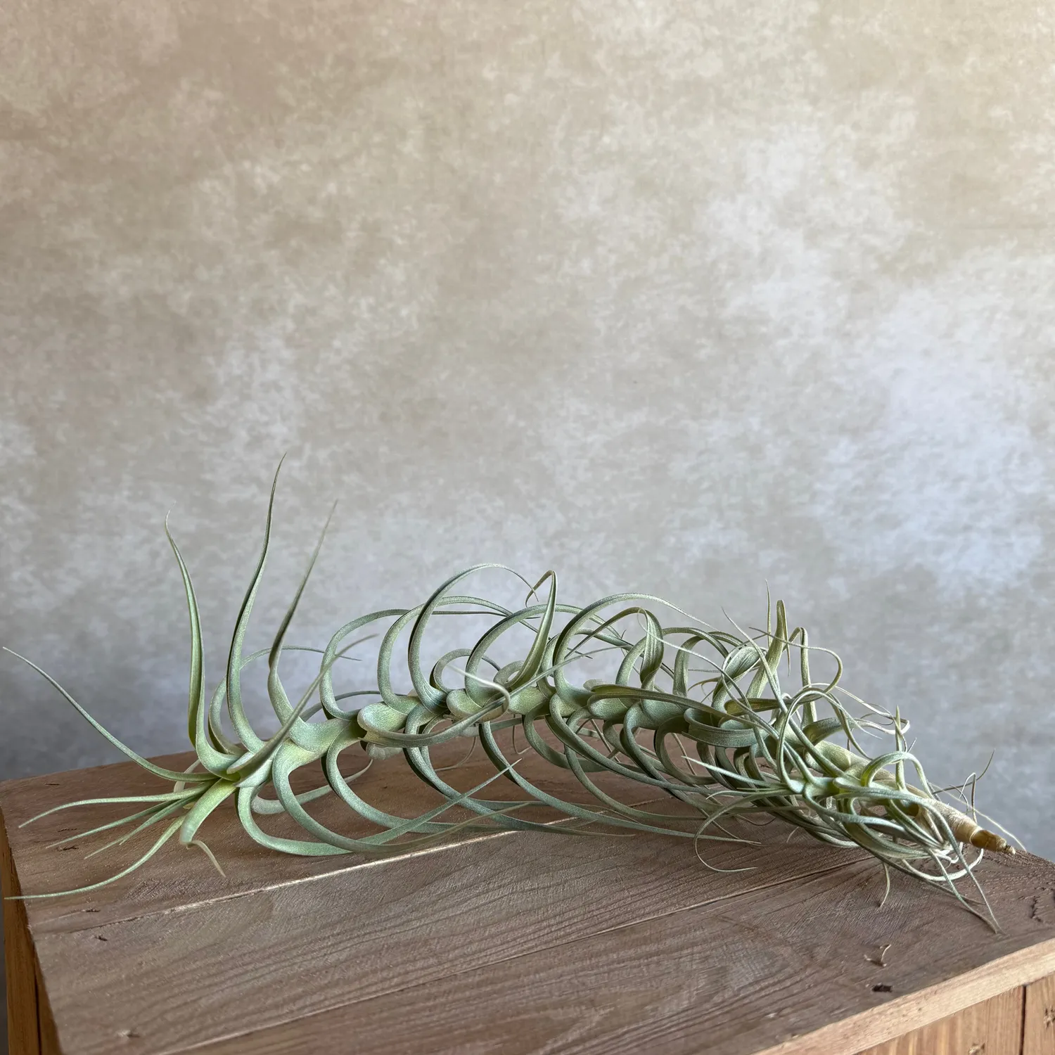 Airplantshop Tillandsia bergeri XXL plante aérienne 30 cm grise