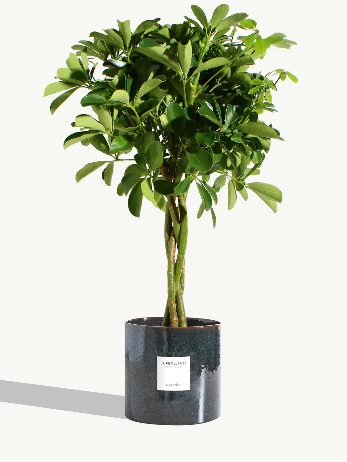 By Charlot La Pétillante schefflera plante pot 18 cm